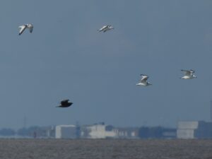 Lincolnshire, Norfolk sound alarm for plastic pellets following Yorkshire tanker crash