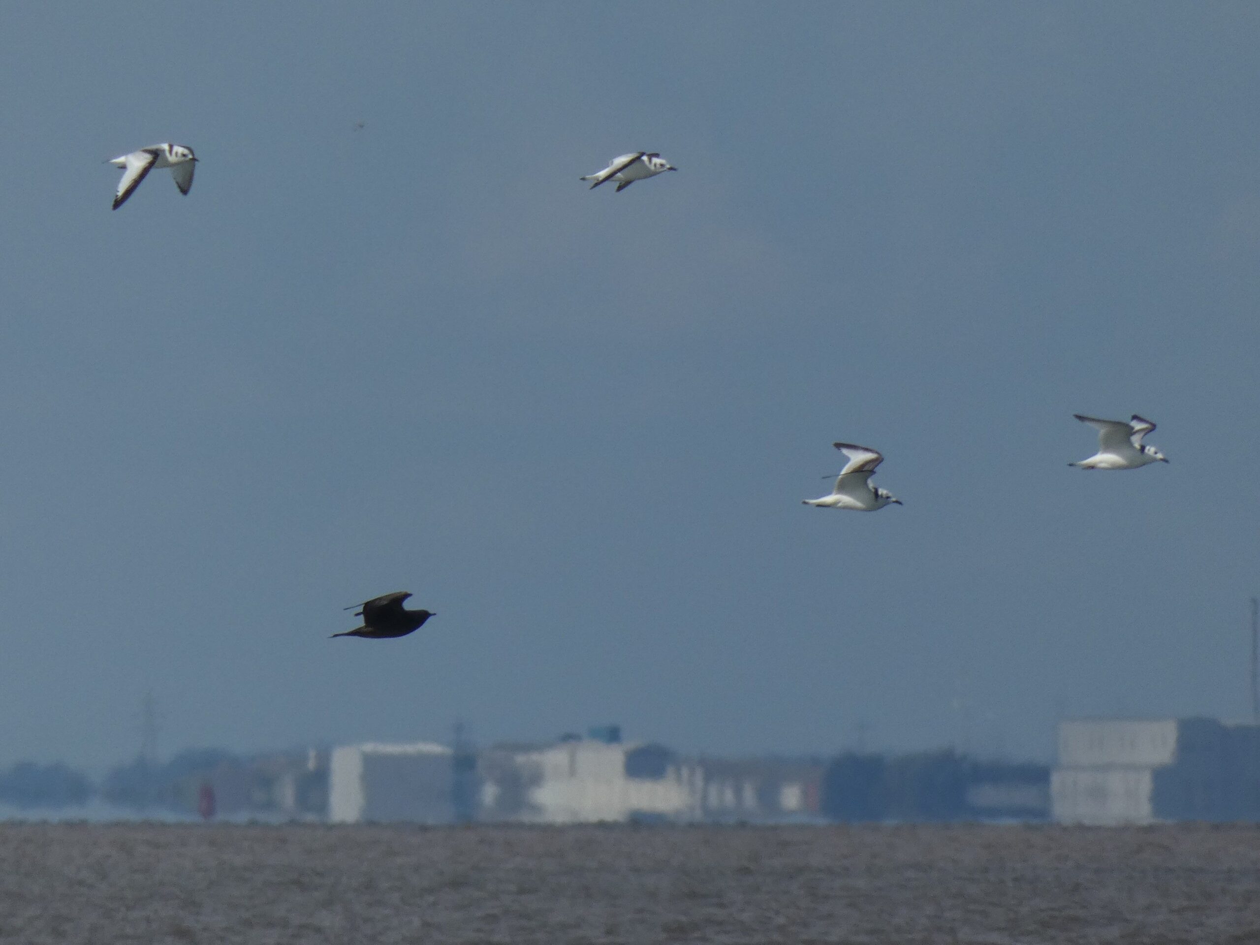 Lincolnshire, Norfolk sound alarm for plastic pellets following Yorkshire tanker crash