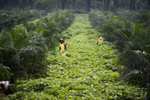 Sustainable palm oil can plant seeds to balance people and place